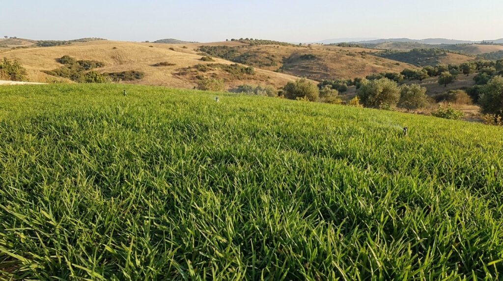 Prato resistente alla siccità: le varietà che tengono il verde anche in piena estate in Liguria